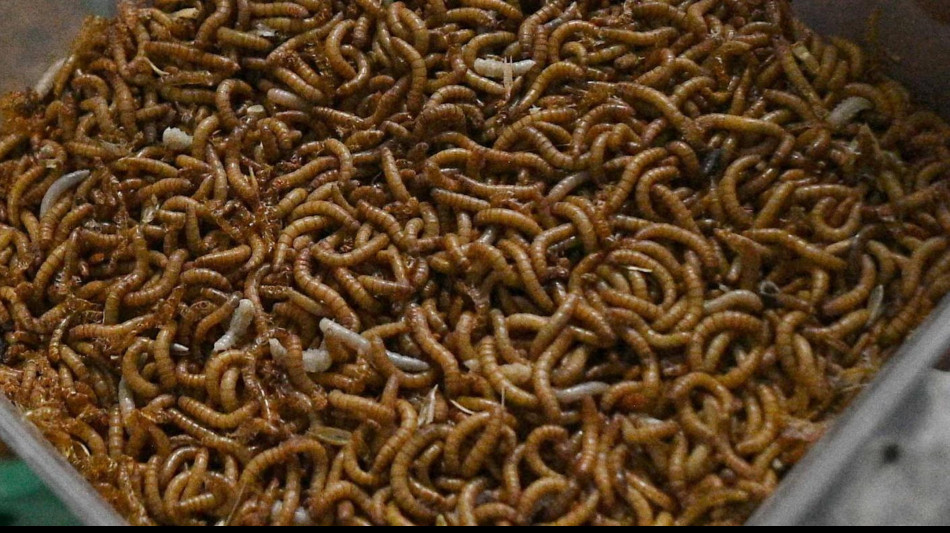  Dai vermi di Dune all'antenato dei vertebrati, scoperti in Cina fossili straordinari 