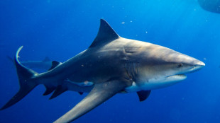 Les requins tués à un rythme alarmant malgré les réglementations (étude)
