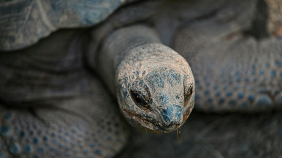 Riesige Schildkröte hält Bahnverkehr im Südosten Englands auf