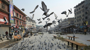 India libera a una paloma detenida bajo sospecha de espiar para China