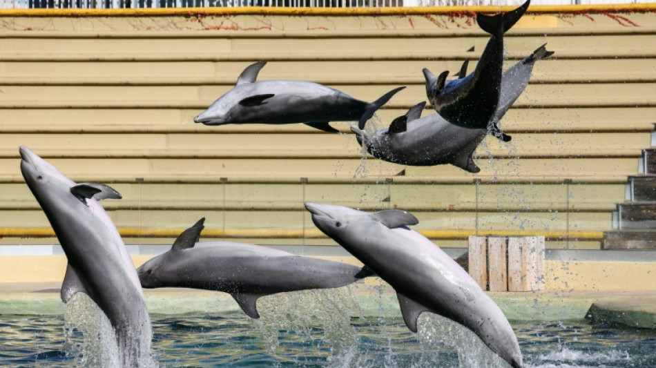  Bei Delfinshow in Duisburger Zoo: Drei Aktivisten springen in Becken 