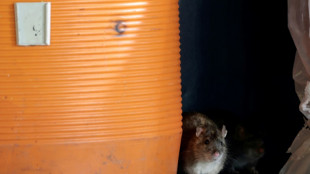 Oubliez les mammouths! Une étude montre comment faire revivre une espèce éteinte de rats