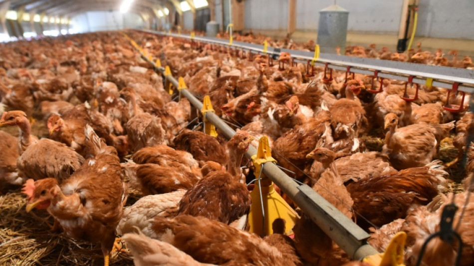 Grippe aviaire: des millions d'animaux &agrave; abattre dans le Grand Ouest