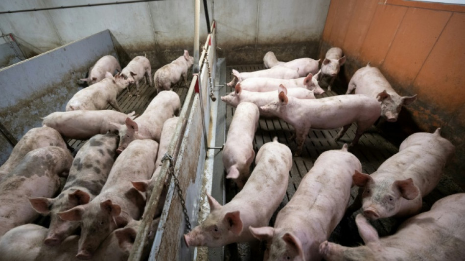 Mehrere hundert Schweine auf Bauernhof in Niedersachsen mutmaßlich verhungert