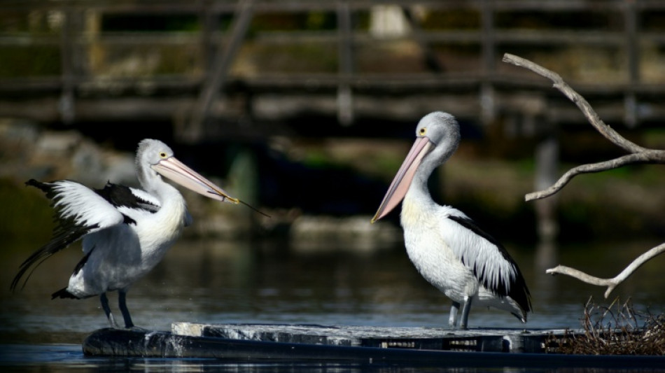  Australia vacunar&aacute; a las aves contra la gripe aviar H5 