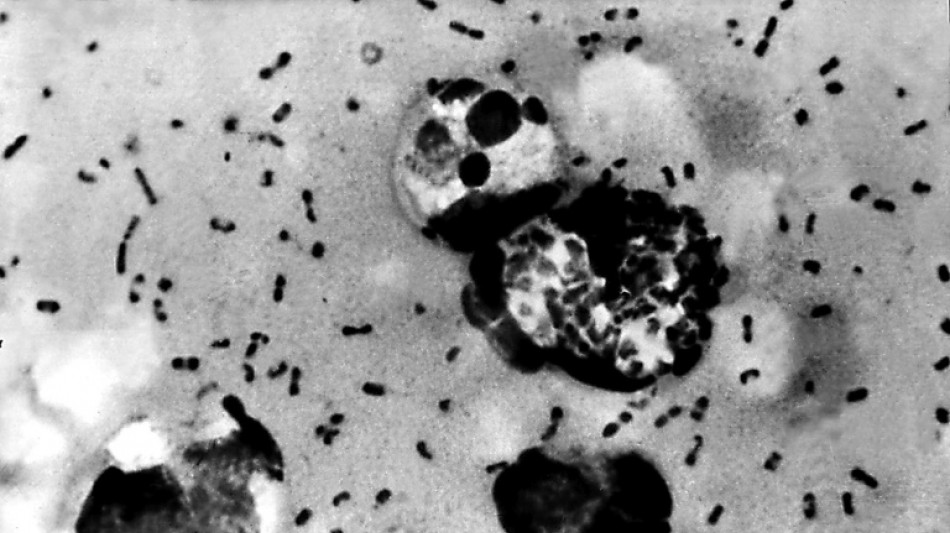  Volcanic eruptions may have brought Black Death to Europe 