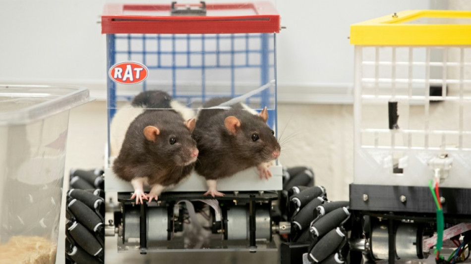 Musique: les rats aussi réagissent à un bon tempo, révèle une étude japonaise