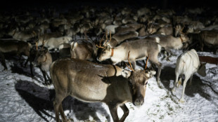 Dans l'Arctique finlandais, les &eacute;leveurs de rennes cohabitent difficilement avec l'arm&eacute;e