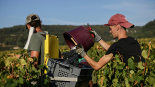Bumper harvest calms fears of Burgundy wine bubble