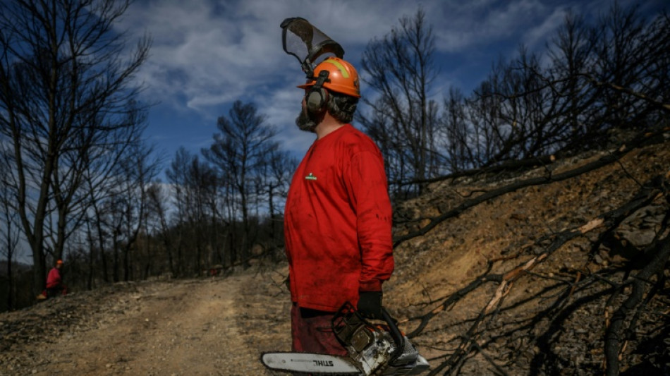 Après le grand incendie de l'été dans l'Aude, des milliers de tonnes de bois à exploiter