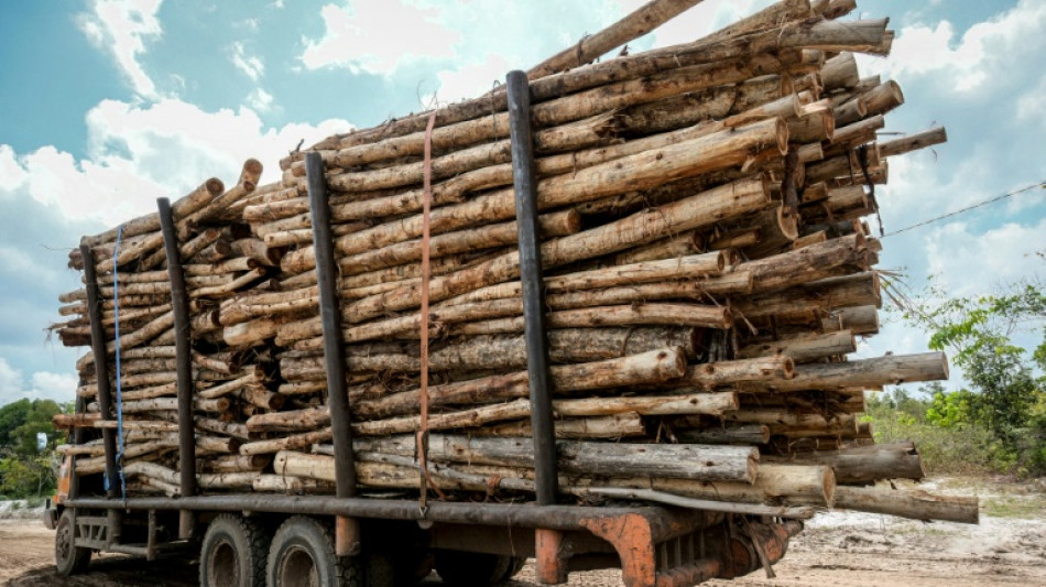  AFP-Recherche: Plantagenholz aus Indonesien f&uuml;r "klimaneutrale" Verpackungen 