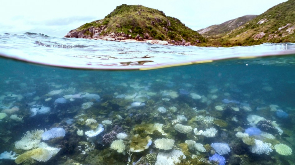  Nearly all coral reefs risk collapse in 50 years: IUCN 