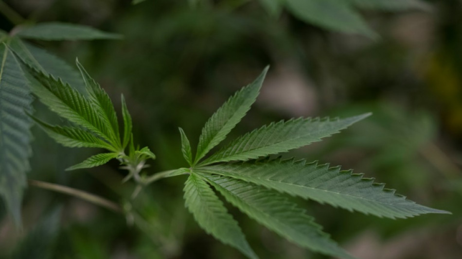 Regierung hat noch keine Einigung über Cannabis-Legalisierung erzielt