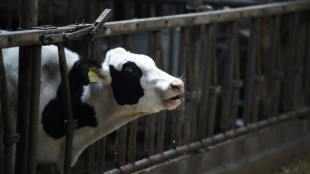 Von Kuh eingequetscht: Tierarzt stirbt bei Arbeitsunfall in Bayern