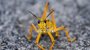 Satelliten und Drohnen helfen bei Früherkennung von Heuschreckenplagen