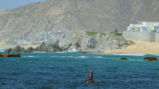 El Congreso de M&eacute;xico proh&iacute;be los espect&aacute;culos con delfines y ballenas