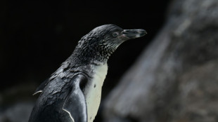 Toter Pinguin in Rostocker Zoo vermutlich von anderem Tier gebissen