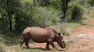 Se reanuda la caza furtiva de rinocerontes en Sudáfrica