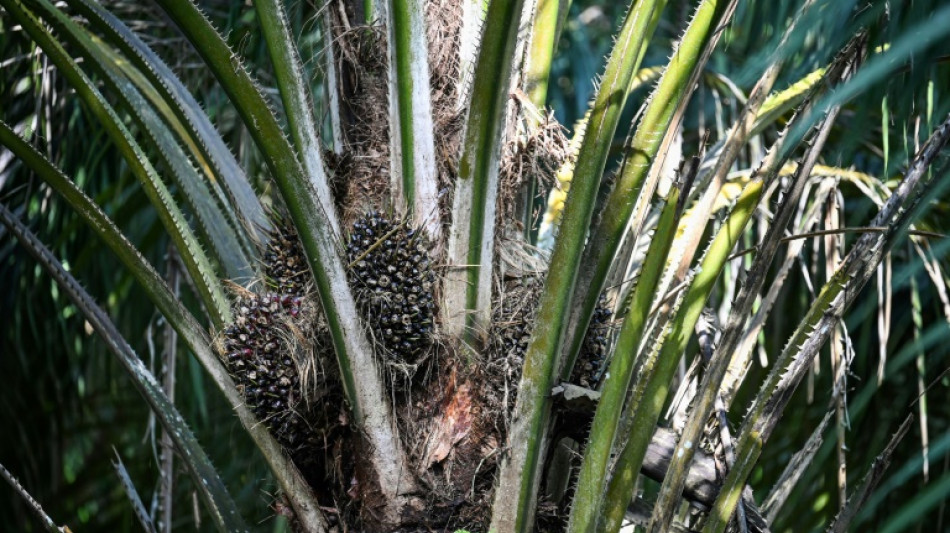 En Malaisie, l'am&egrave;re r&eacute;colte des producteurs d'huile de palme confront&eacute;s &agrave; une p&eacute;nurie de main-d'&oelig;uvre