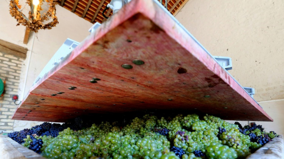 Entre intemp&eacute;ries et surplus, le vin bio r&eacute;siste