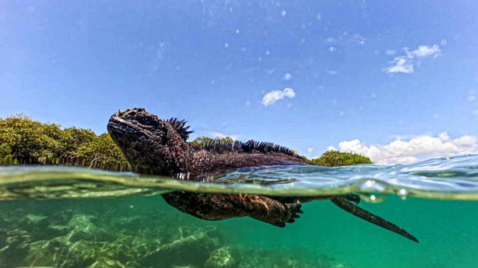 Galápagos, paraíso en riesgo y modelo de conservación de los océanos