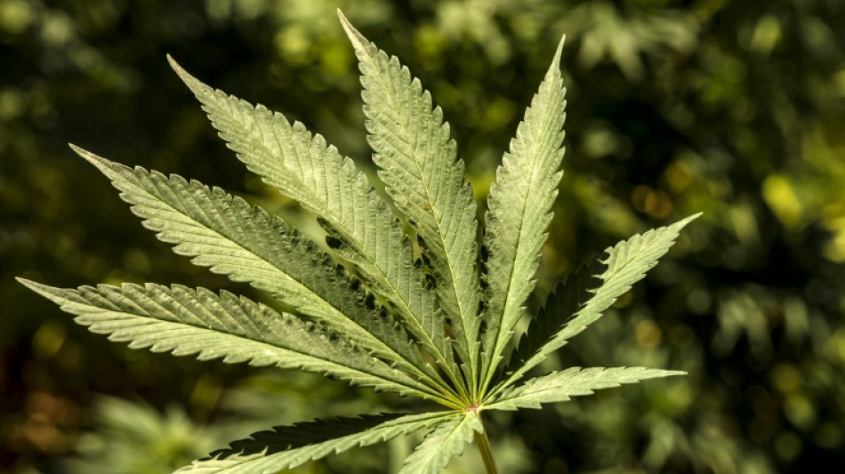 Ermittler entdecken in Hessen dreistöckige Cannabisplantage in Haus