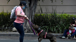 Hundehalter muss Schmerzensgeld nach Fahrradunfall durch losgerissenes Tier zahlen