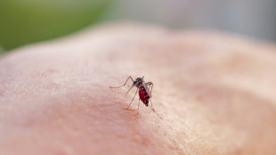 Chikungunya: 12 foyers de transmission identifiés en métropole