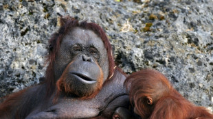 Orang-Utan-Weibchen in Kölner Zoo von Ärztinnen aus Frauenklinik operiert