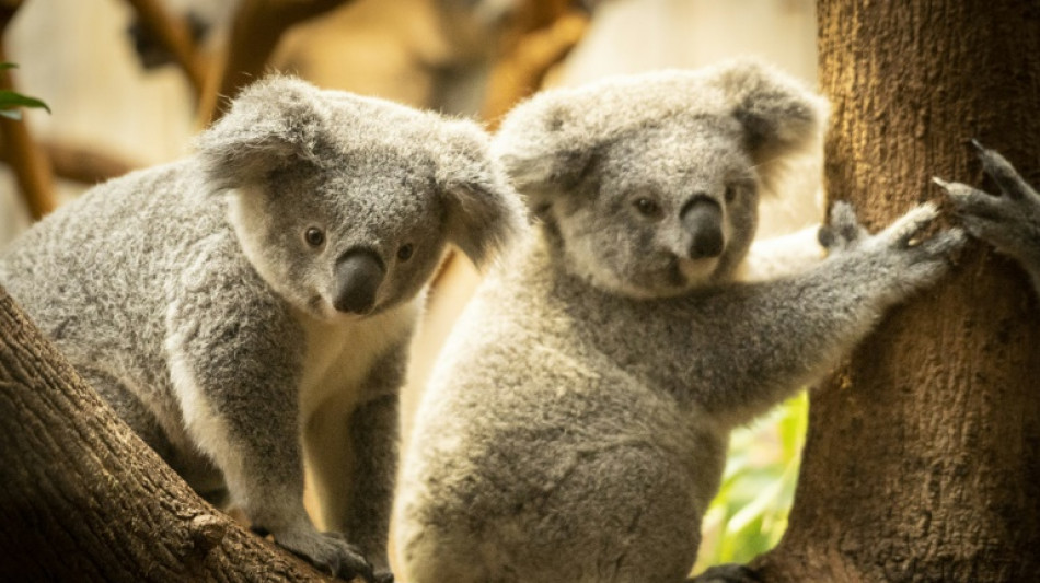 Größte Genomdatenbank zu Koala-Stammbäumen soll Bestand schützen