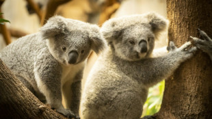Größte Genomdatenbank zu Koala-Stammbäumen soll Bestand schützen