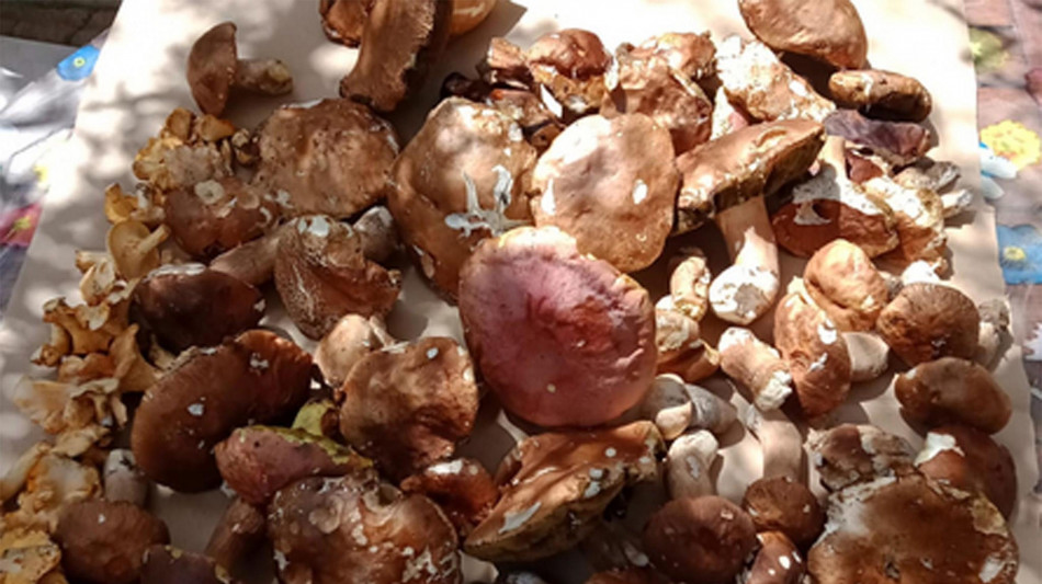 Funghi iperproteici, digeribili ed ecofriendly, grazie a Crispr