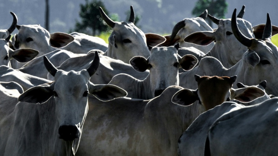  EU setzt Fleischimporte aus Brasilien wegen Antibiotika-Regeln aus 