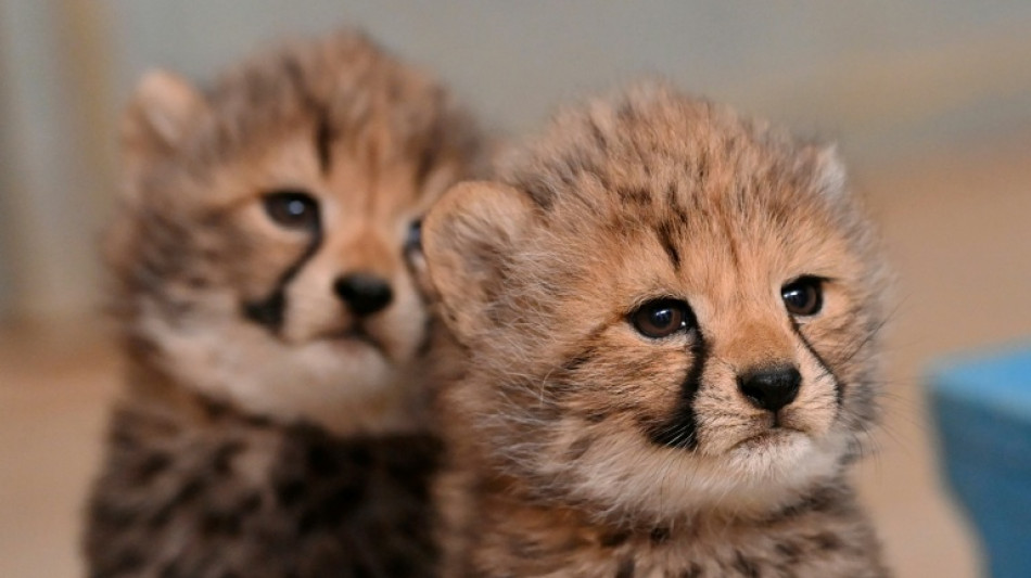  Naissance de quatre b&eacute;b&eacute;s gu&eacute;pards au zoo de Montpellier  