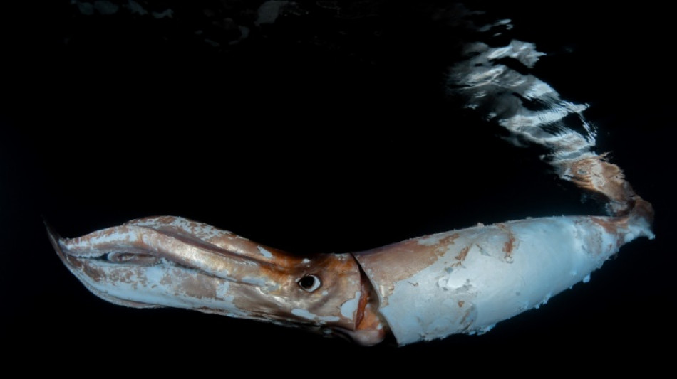 Buceadores filman un calamar gigante en el mar frente a la costa de Japón