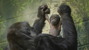 Nachwuchs für stark bedrohte Gorilla-Art in Londoner Zoo geboren