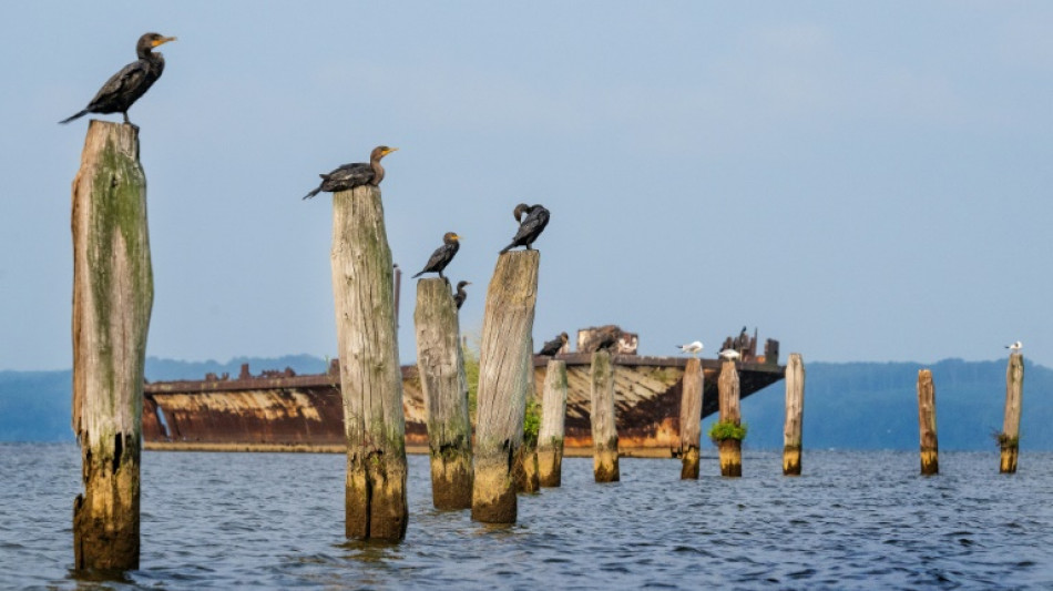New research reveals where N. American bird populations are crashing