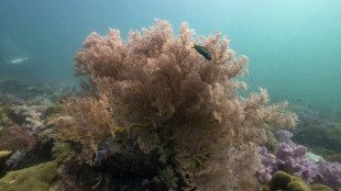 Zoll findet mehr als sieben Kilogramm Korallen am Münchner Flughafen