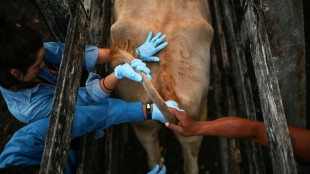 Sin acceso a EEUU, los productores de ganado mexicanos se vuelcan al mercado interno