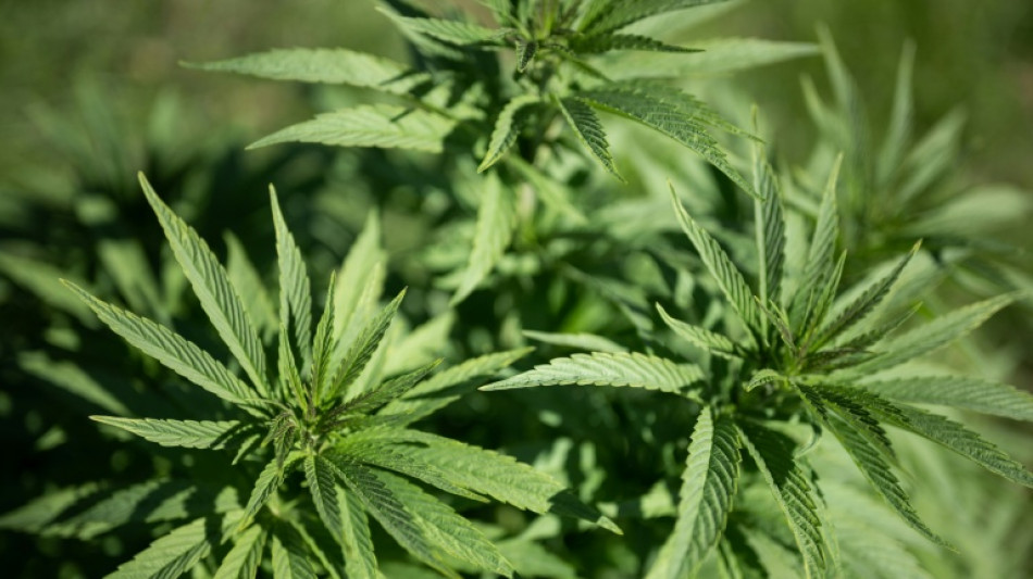  Cannabisplantage mit rund 1100 Pflanzen in Hessen entdeckt - zwei Festnahmen 