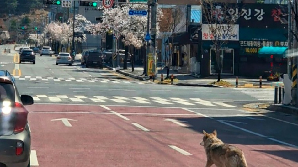  Escaped wolf forces school closure in South Korea 
