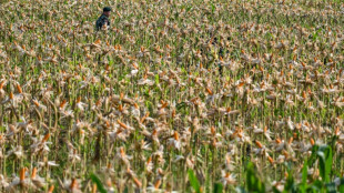 Concorr&ecirc;ncia internacional faz cair pre&ccedil;os dos gr&atilde;os
