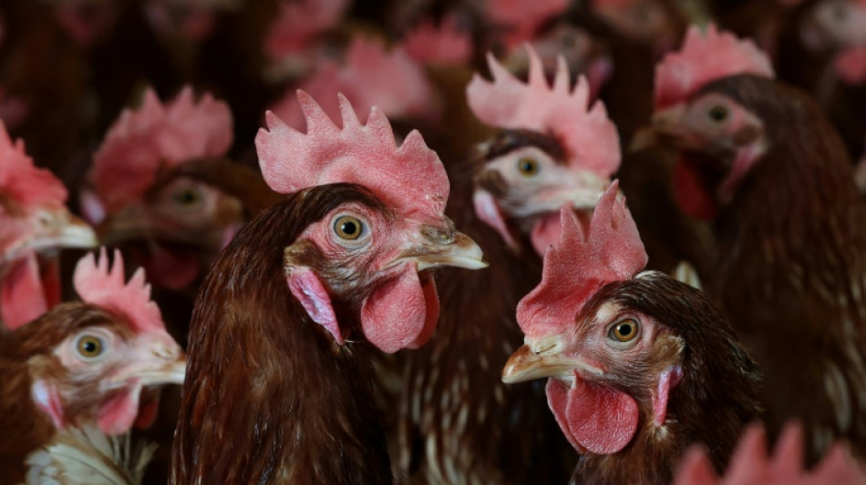 Fast zehntausend Hühner verenden bei Stallbrand in Mecklenburg-Vorpommern