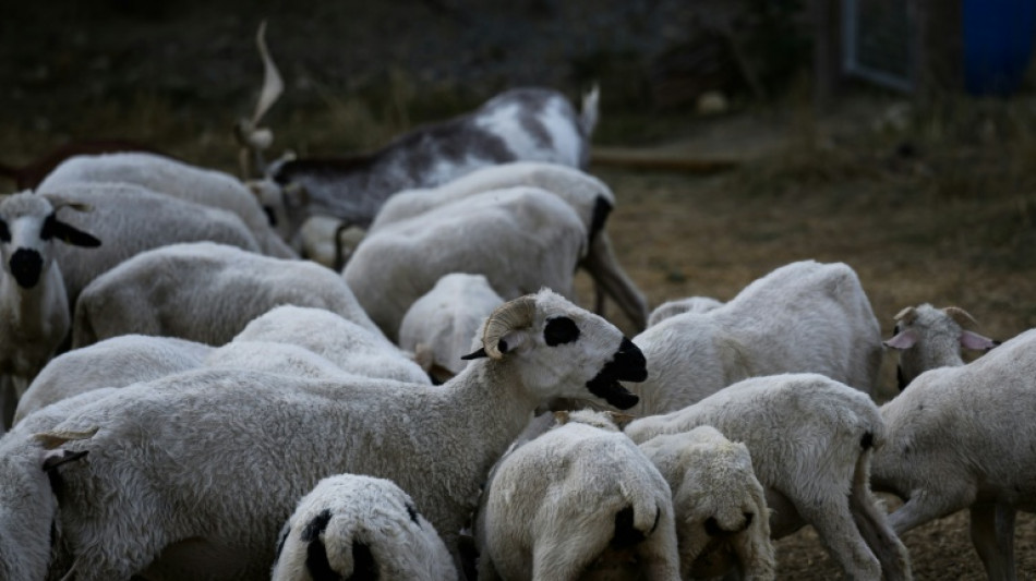'Human presence': French volunteers protect sheep from wolves
