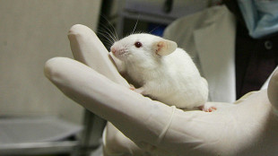 Dalla pelle al cervello, svelato il circuito della temperatura