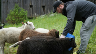 Ser pastor por una semana: un programa de verano tan insólito como popular en Finlandia