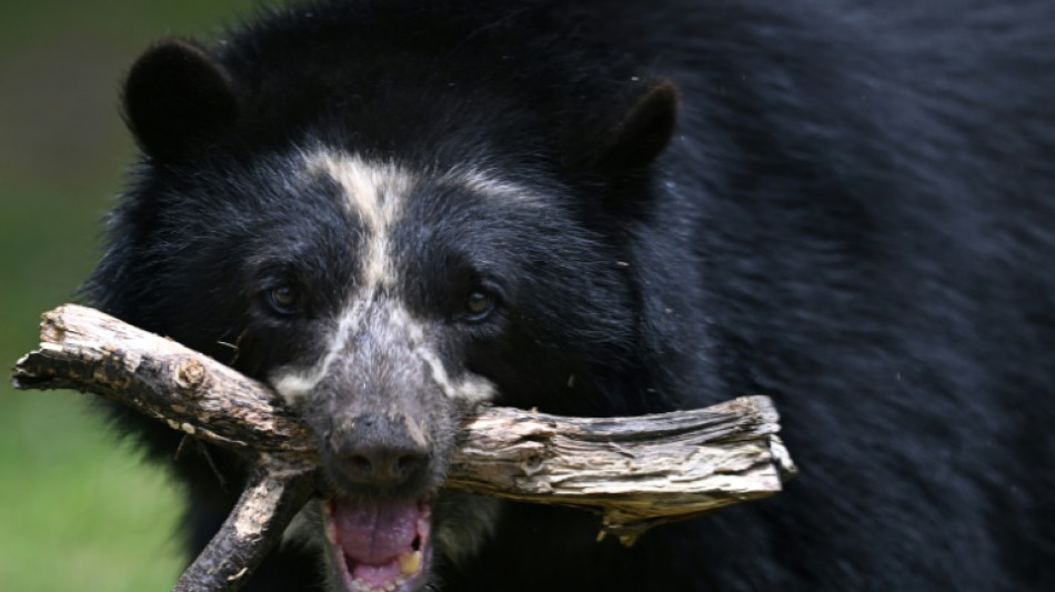 Colombie: l'ours &agrave; lunettes &agrave; la rescousse des producteurs de caf&eacute;, et vice-versa
