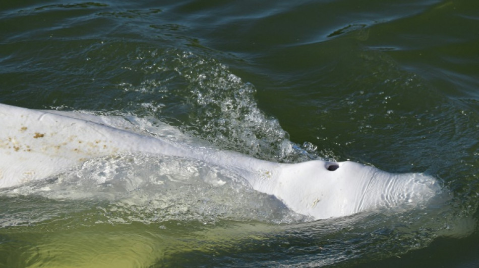 Französische Behörden beginnen mit  Rettungsaktion für Belugawal in der Seine