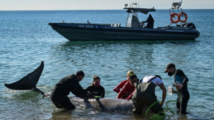 Ballena herida encontrada cerca de la costa de Atenas vuelve a aguas profundas