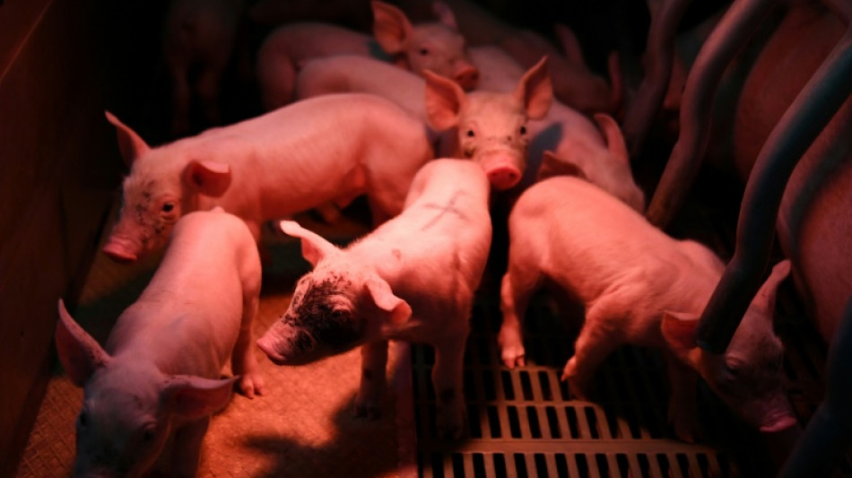  Stallbrand in Niedersachsen: 120 Schweine verenden 
